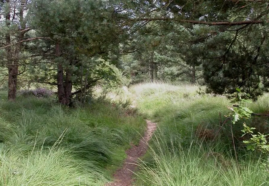 Ferndown, footpath   geograph.org.uk   2030688