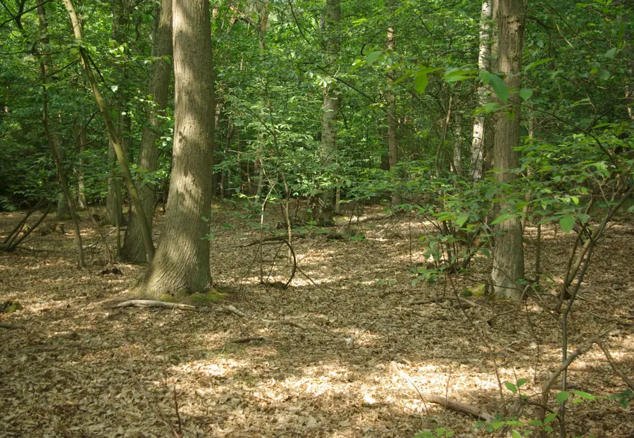 Mildenhall Woods   geograph.org.uk   1939762