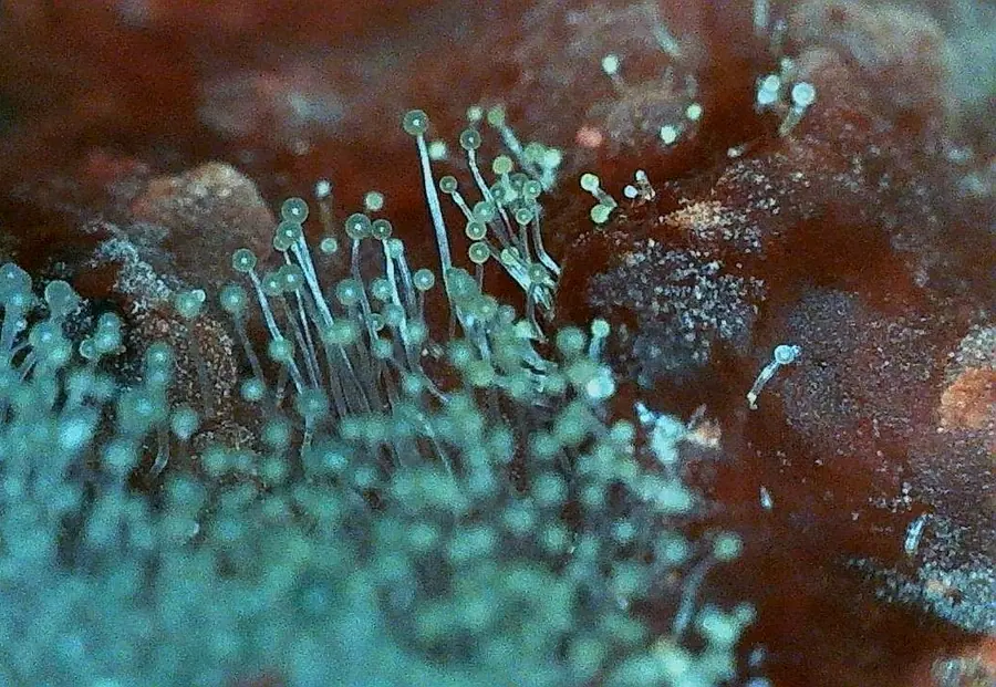 A view of Mold